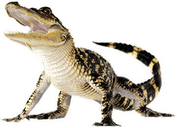 alligator image