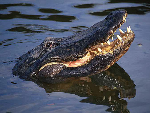 alligator water