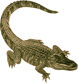 alligator long