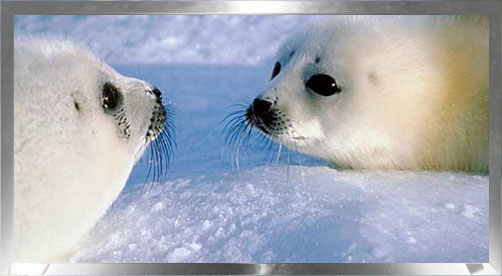 two baby seals