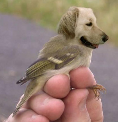 flying puppy