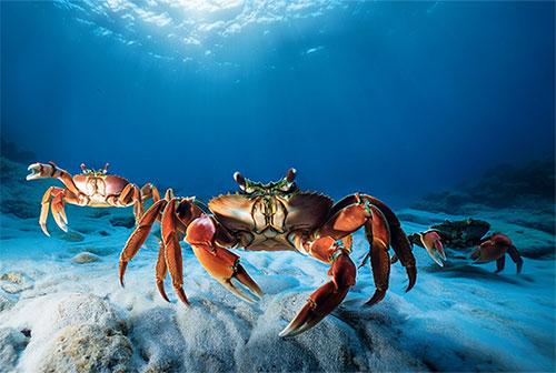 crabs moving