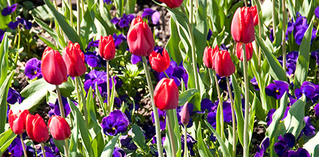 red and purple flowers