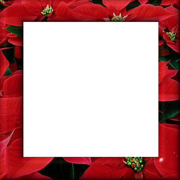 square poinsettia border