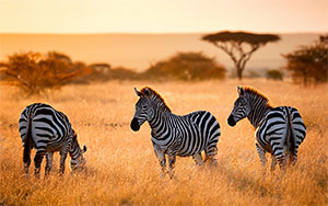zebras