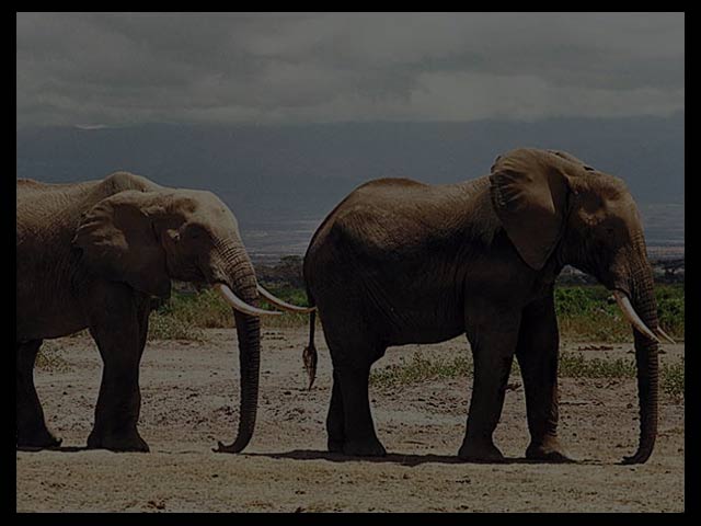 elephants background 640 x480 pixels