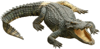 crocodile image