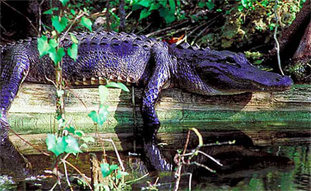 log alligator