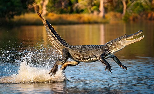 alligator