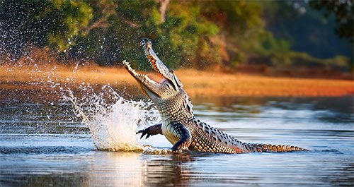 alligator lake