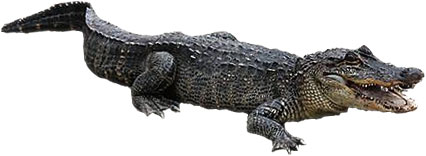 balck and white standing alligator clip art