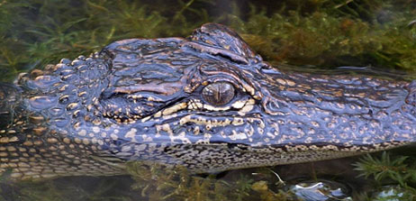 photograph of alligator in pond.