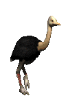ostrich running animation