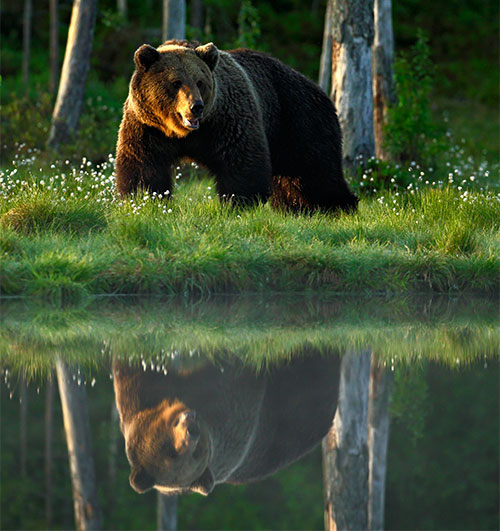 bear at lake