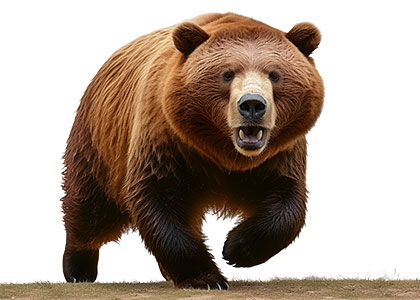 bear