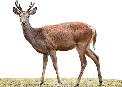 deer