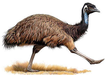 emu