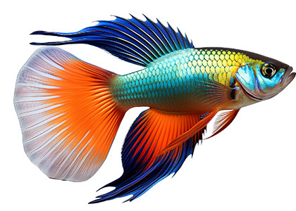 fish