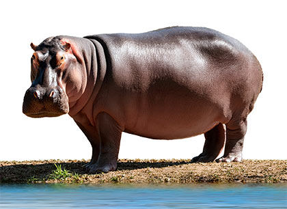 hippo