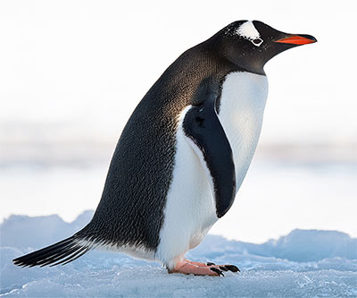 penguin