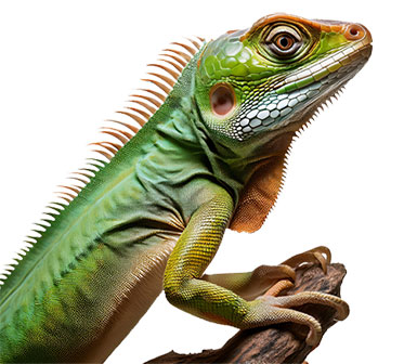 green lizard