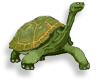 tortoise with white background