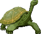 tortoise with transparent background