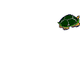 raging turtle