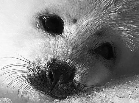 face of seal