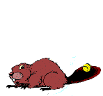 beaver with animated tail