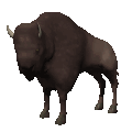 bison animation