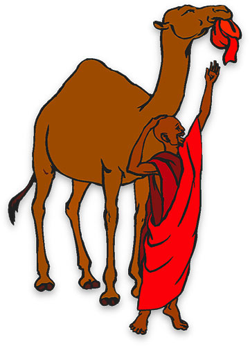 camel and man