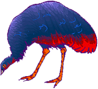 colorful emu