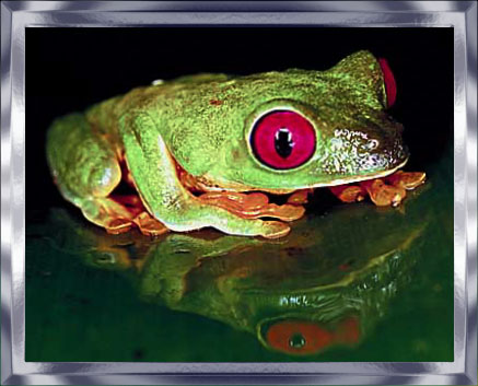 frog at night
