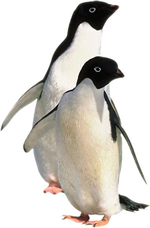 penguins