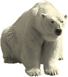 polar bear sitting
