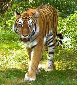 tiger photo image