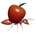 ant apple
