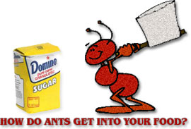 ant locating food