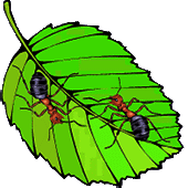 animated ants on a leaf
