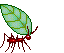 animated leaf cutter ant