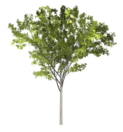 Free Arbor Day Clipart - Animations - Trees