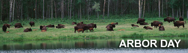 Arbor Day with bison, lake and trees