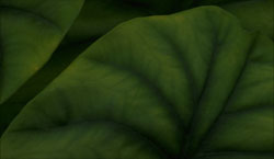 dark green leaves 640 pixels