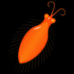 orange creature