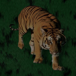 tiger background image