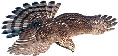 hawk flying