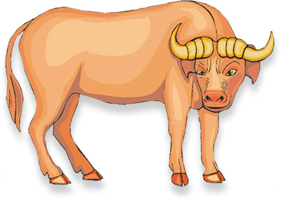 standing bull
