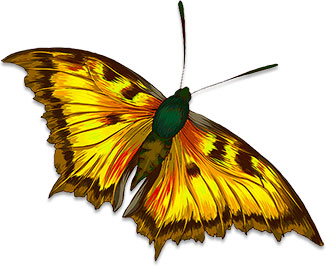 vibrant butterfly