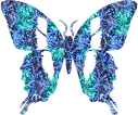 blue green butterfly animation